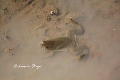 Xenopus muelleri