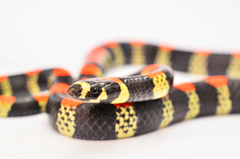 Scolecophis atrocinctus