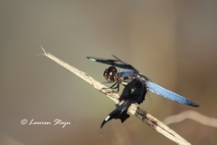 Palpopleura portia