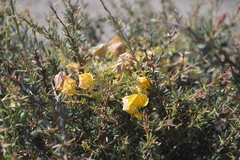 Tropaeolum polyphyllum