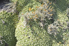 Azorella ruizii