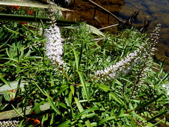 Veronica stenophylla stenophylla