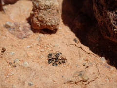 Enchylium coccophorum