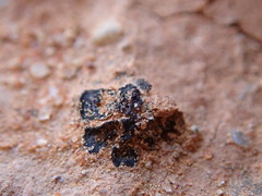 Enchylium coccophorum