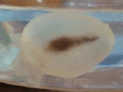Cliopsis krohnii
