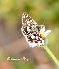 Ernsta dromus
