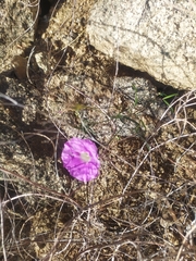 Ipomoea ternifolia leptotoma