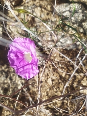 Ipomoea ternifolia leptotoma