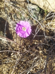 Ipomoea ternifolia leptotoma