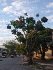 Heptapleurum actinophyllum