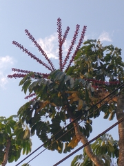 Heptapleurum actinophyllum