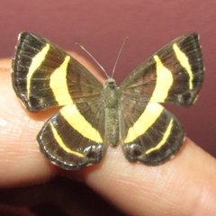 Baeotis hisbon
