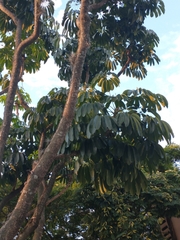 Heptapleurum actinophyllum