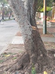 Heptapleurum actinophyllum