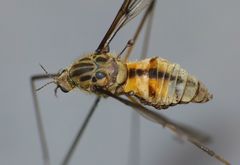 Leptotarsus vulpinus