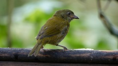 Chlorospingus semifuscus