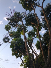 Heptapleurum actinophyllum