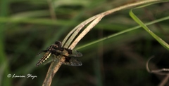 Palpopleura portia