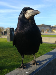 Corvus frugilegus