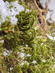 Leucodon andrewsianus