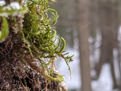 Leucodon andrewsianus