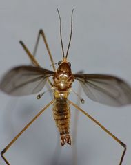 Leptotarsus mesocerus