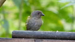 Chlorospingus semifuscus
