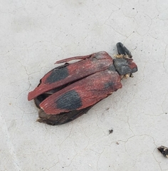 Coraliomela quadrimaculata