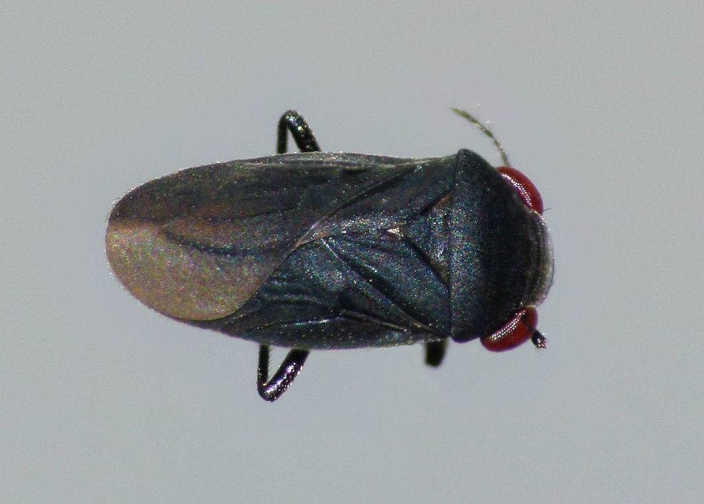 Hypselosomatinae