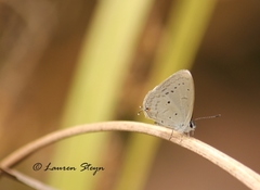 Eicochrysops hippocrates