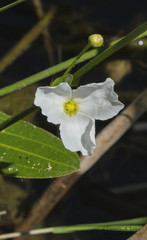 Echinodorus uruguayensis