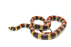 Scolecophis atrocinctus