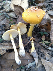 Amanita flavoconia image