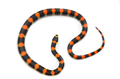 Scolecophis atrocinctus