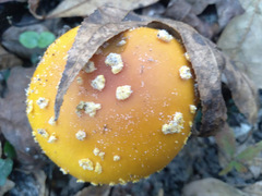 Amanita flavoconia image