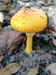 Amanita flavoconia image