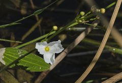 Echinodorus uruguayensis