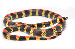 Scolecophis atrocinctus