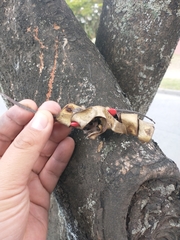 Adenanthera pavonina