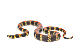 Scolecophis atrocinctus