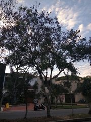 Adenanthera pavonina