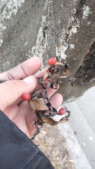 Adenanthera pavonina