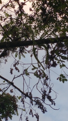 Adenanthera pavonina