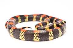 Scolecophis atrocinctus