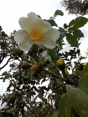 Amphilophium obovatum