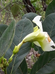 Amphilophium obovatum