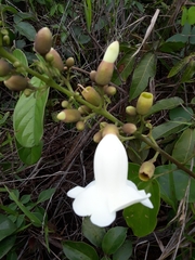 Amphilophium obovatum