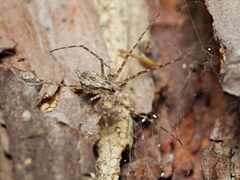 Tamopsis fickerti