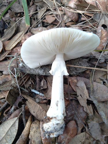 Amanita brunnescens image