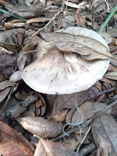 Amanita brunnescens image